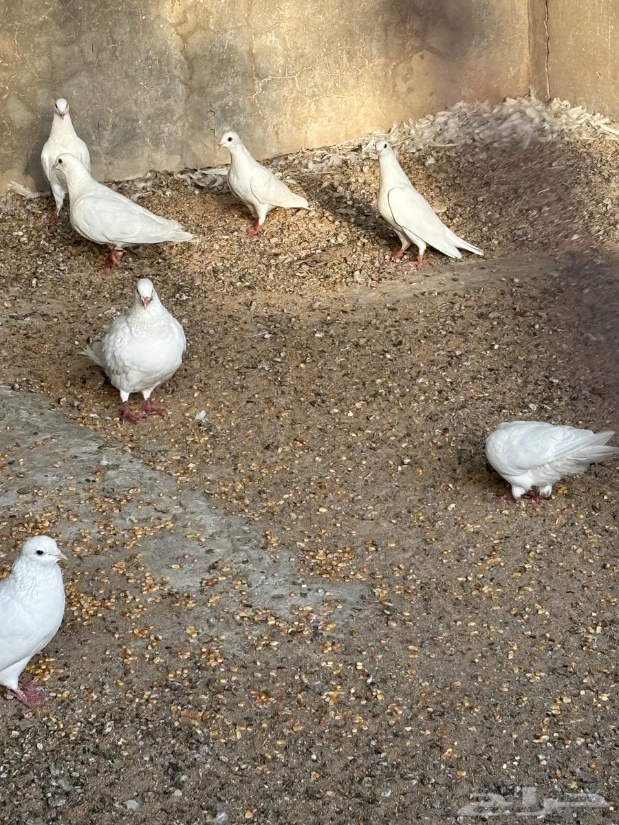 حمام و ديكه للديع64608936279938112