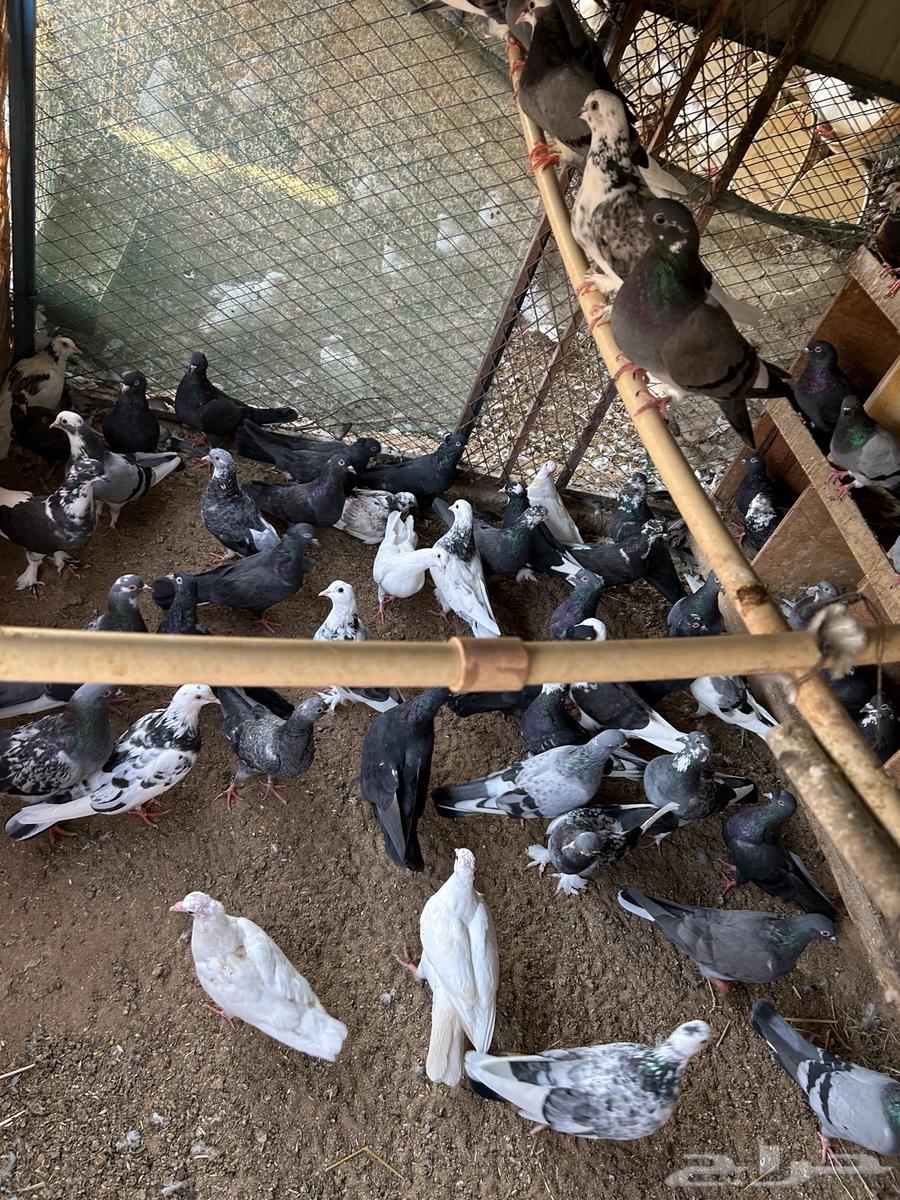 حمام مهجن فرنسي قطايف للبيع تفريق او جملة64606111446017111