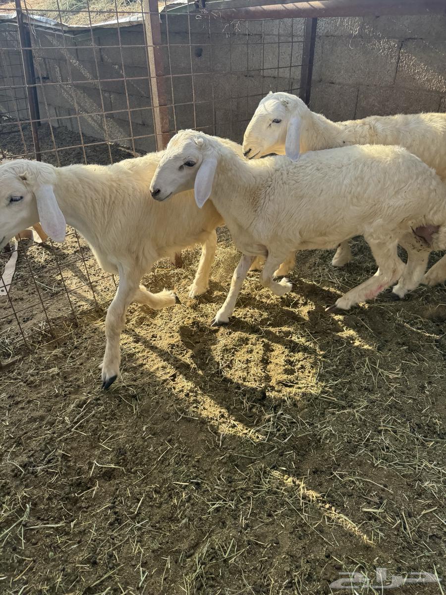 حريات للبيع64614472094979112