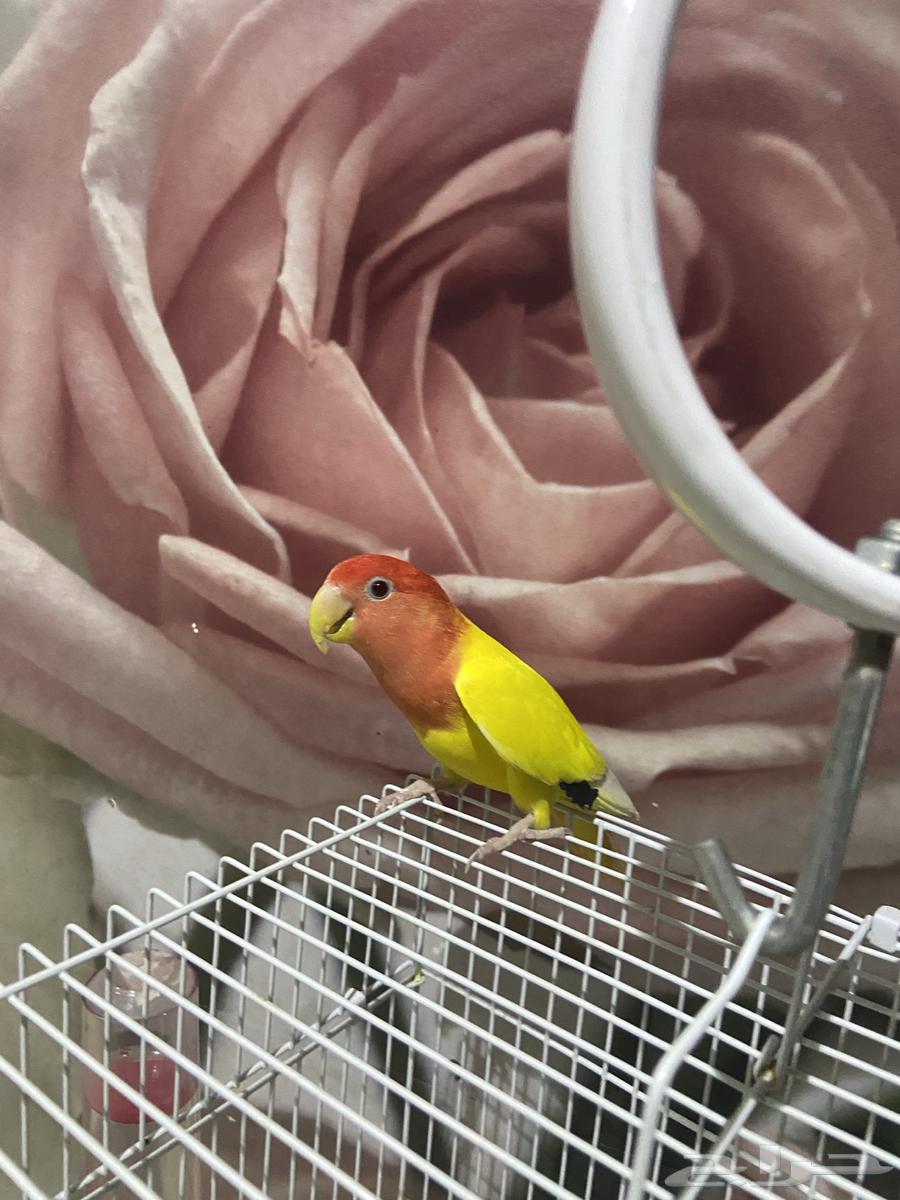 طير روز64614954705410114