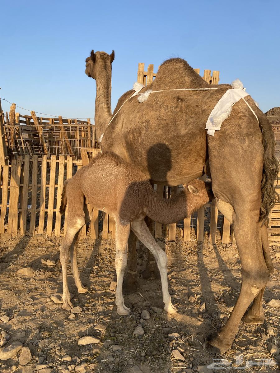 خلفه مصغر منيحه رقم واحد تحتها قعود طيب الحد980064613618487809110