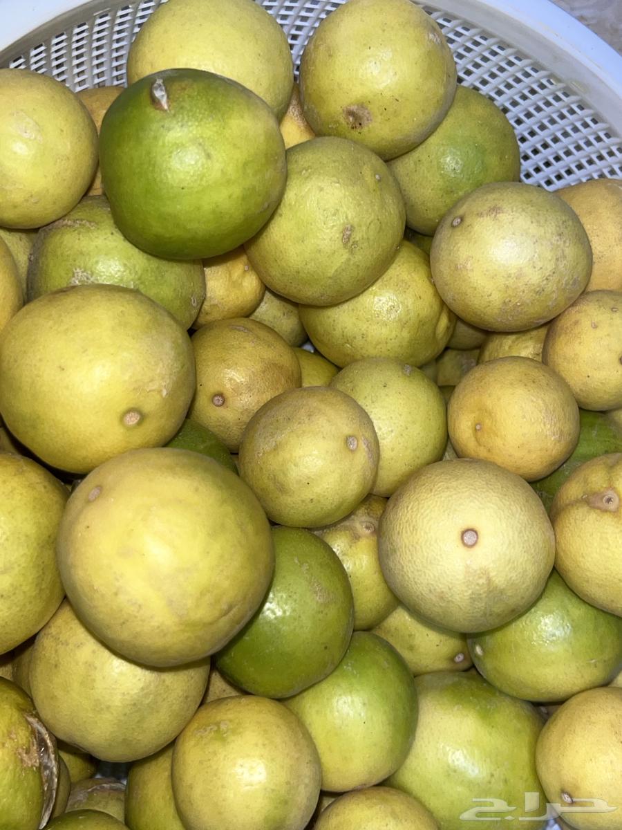 ليمون أبو زهيره64613325145859110