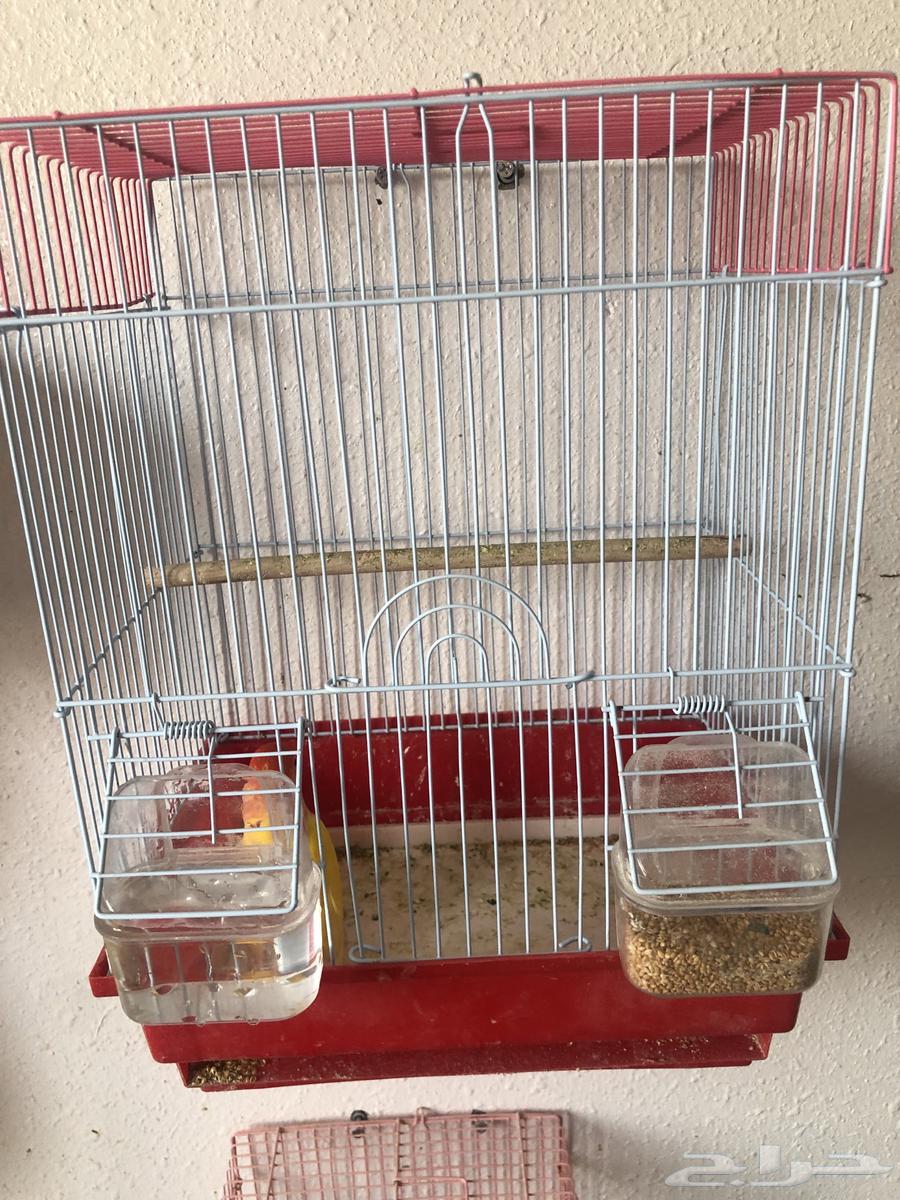 Tayr Roz64607631634306111