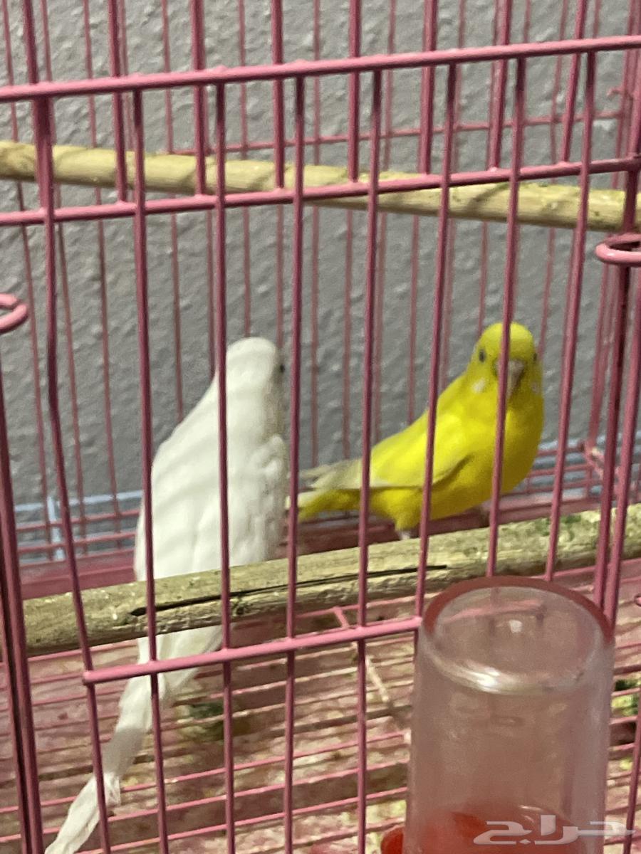 زوج بادجي هولندي منتج مع فرخين64611267497859112