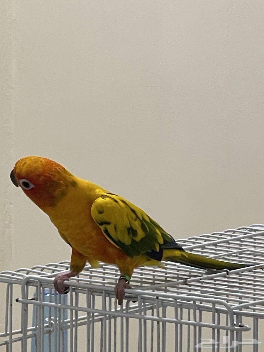 Sun Keniour Double Factor – Extremely Friendly, Indoor and Outdoor Threat64609200425859110