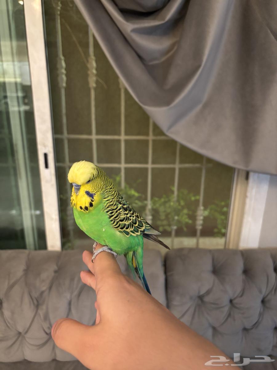 بادجي متكلم سوبر سوبر جامبو64615362170243111