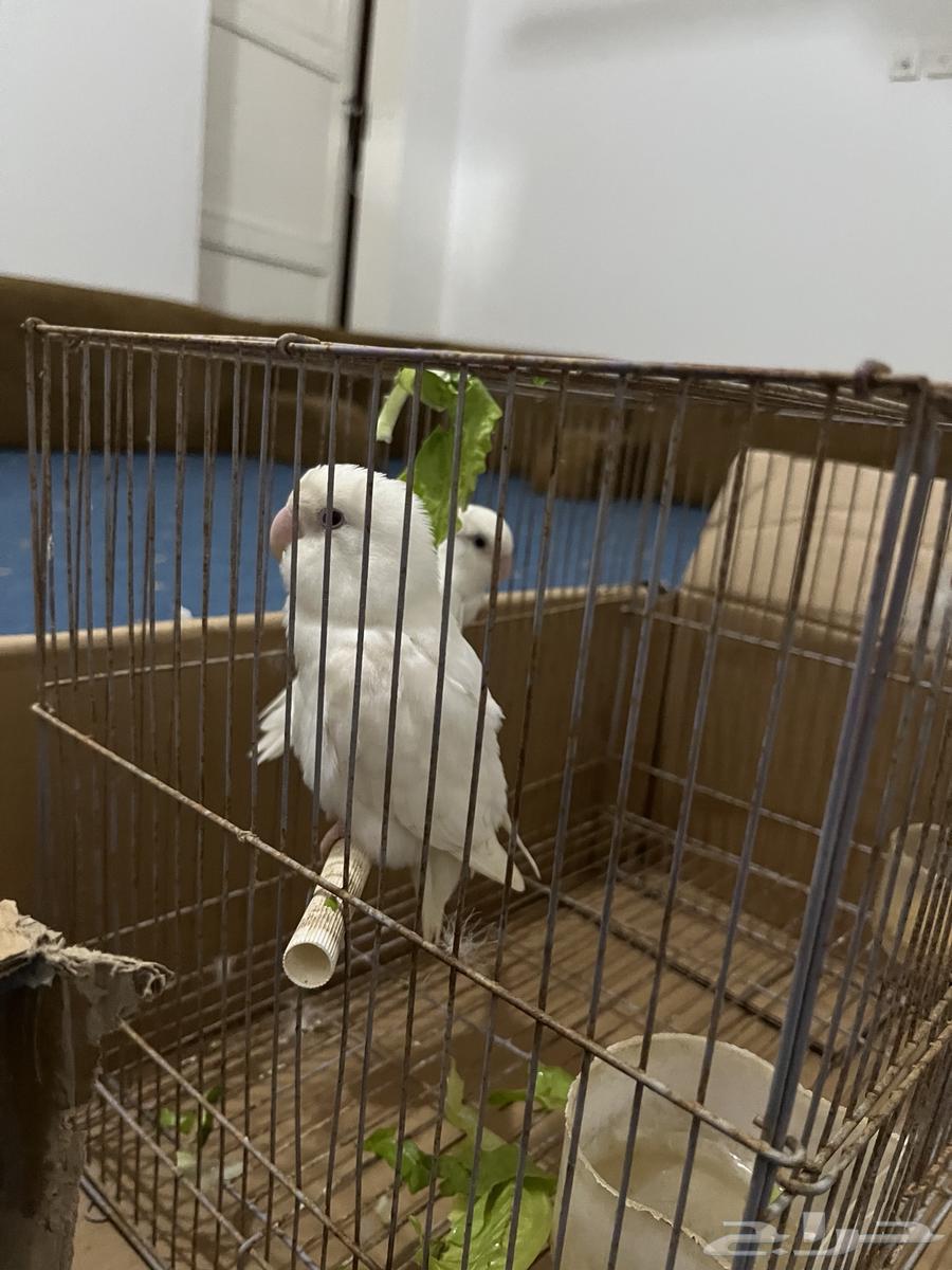 جوز روز64607744280322112