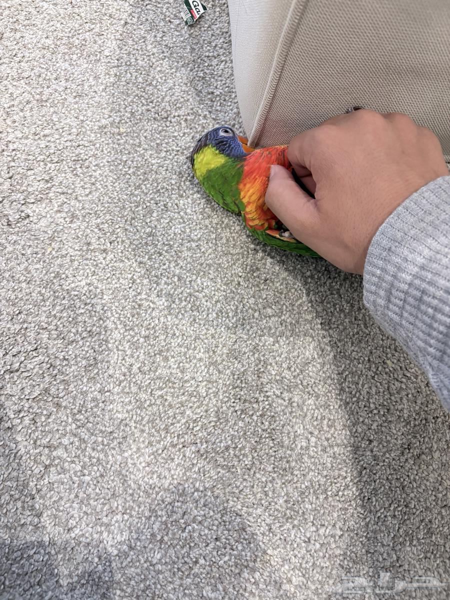 طير لوري رينبو للبيع64607781729667110