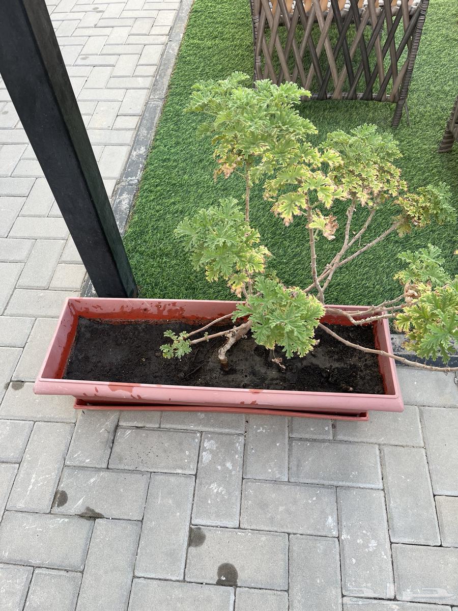 أحواض زراعيه للبيع عدد 1564613826670977111