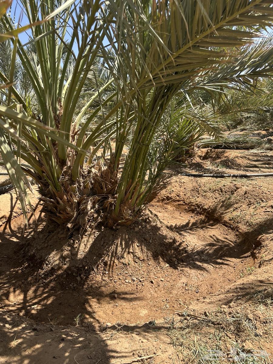 فسائل عجوة للبيع64530374063363111