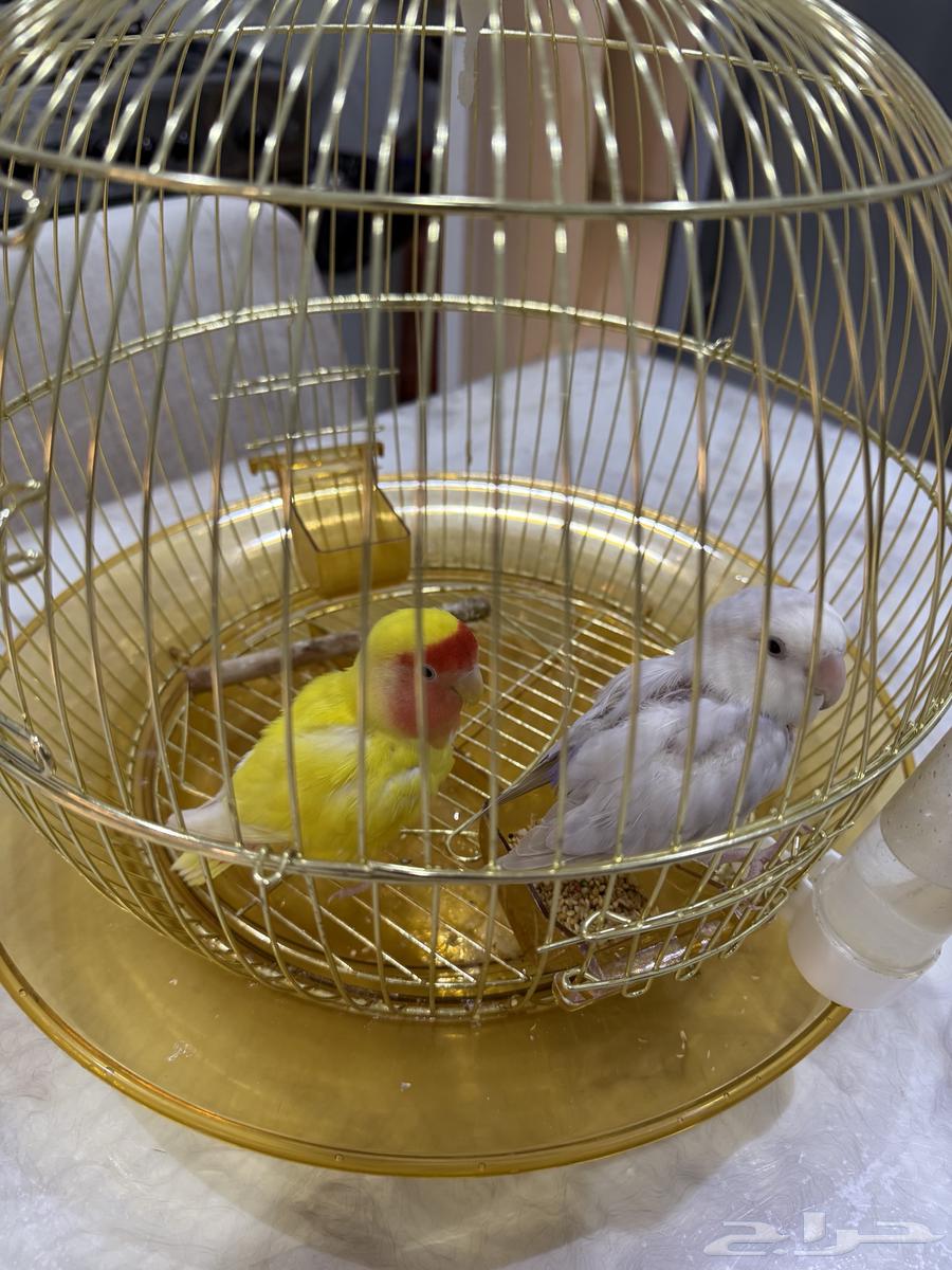 طيور الروز كناري طيور البادجي طيور الحب64610841336962112