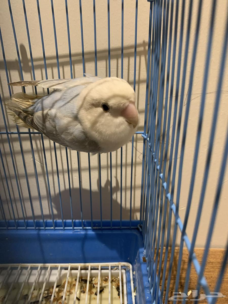 طير روز منتج العمر 11 شهر السعر 180 اذ تبي بدون القفص 16064615213753986110