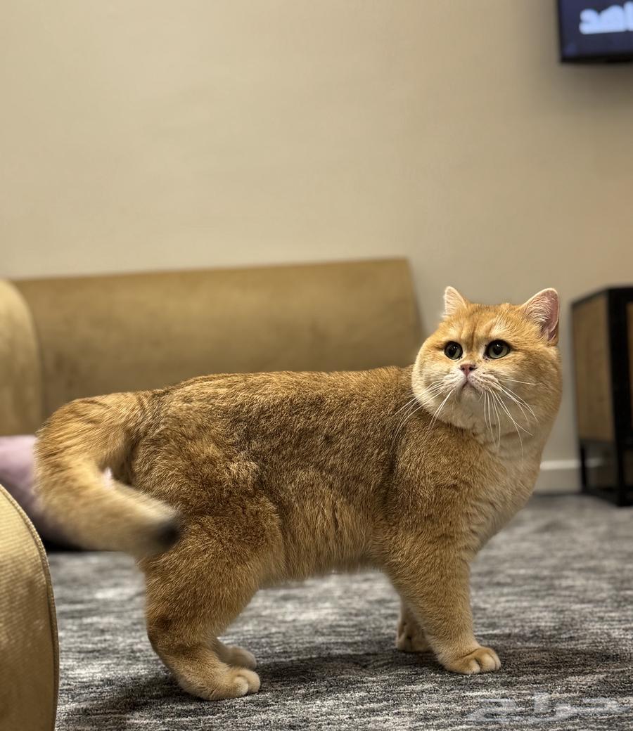 ذكر سكوتش للتزاوج او البيع يحمل شهادة نسب من المنظمة64615423716865112