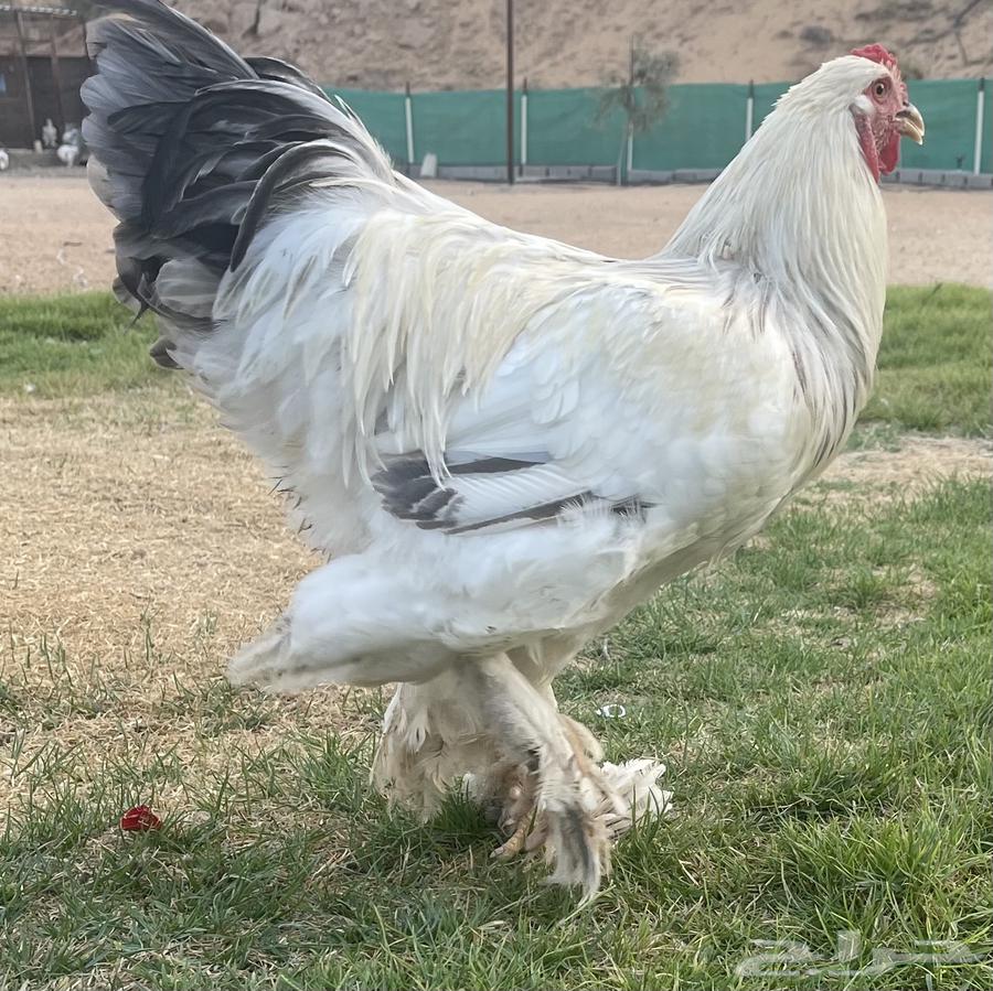 ديوك براهما64613814526723110