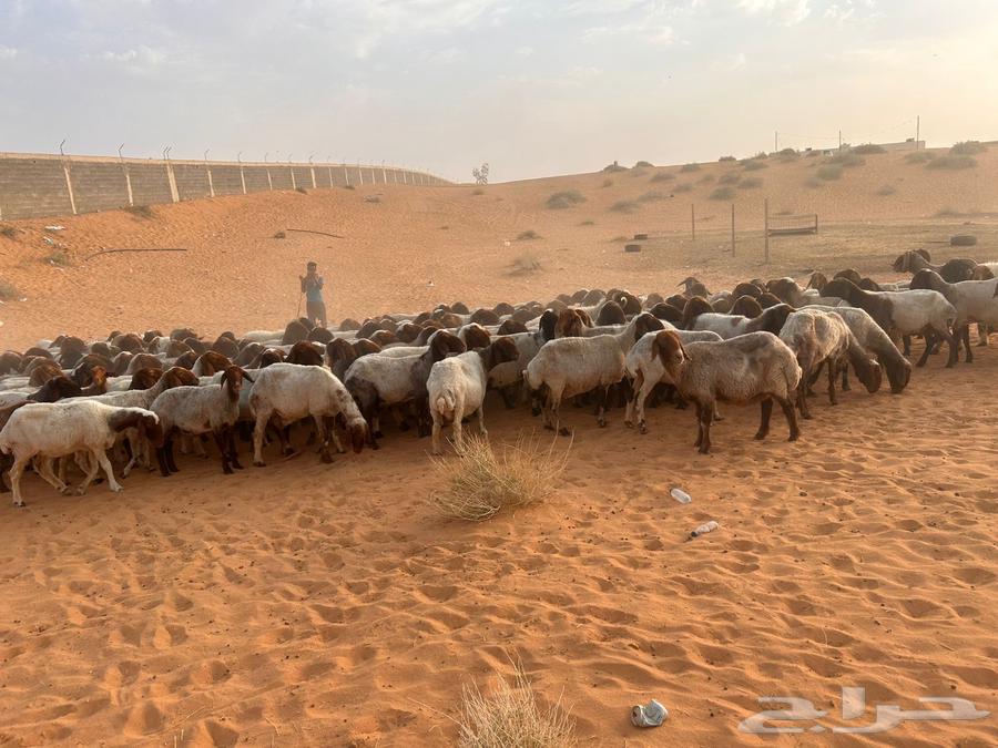 للبيع نعيم64615559022467113