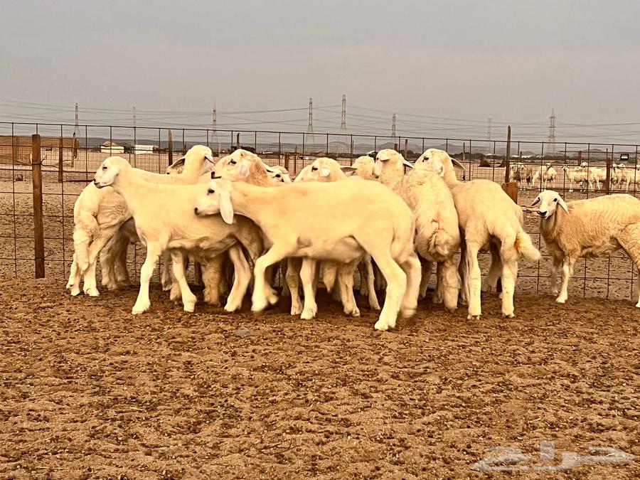 طليان مناسبات للبيع64615362187137111