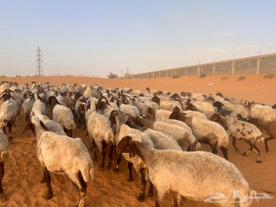 للبيع نعيم64615559022467111