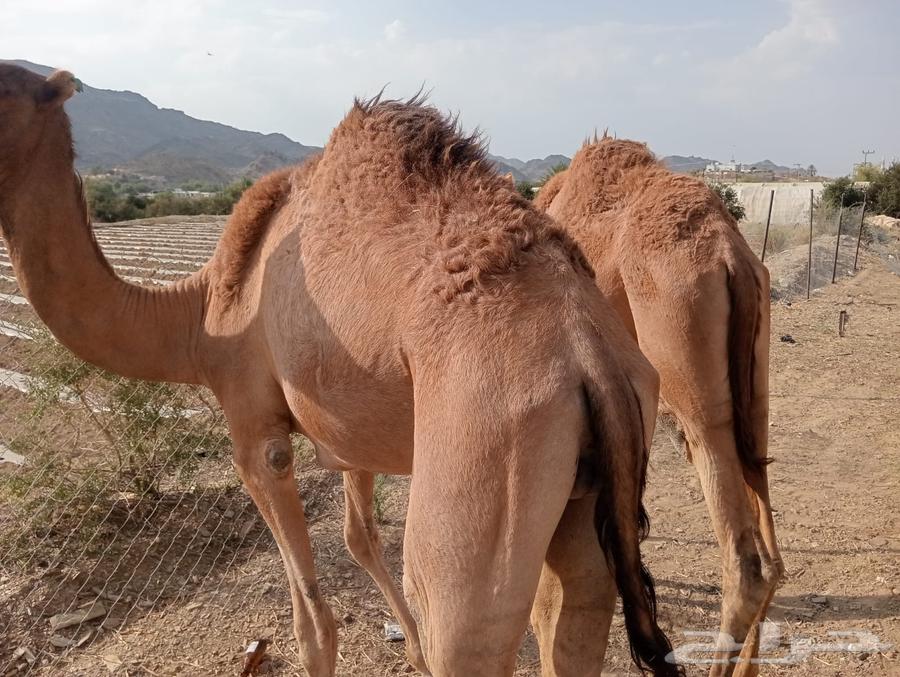 قعدان صومالي وتيوس تربيه وأوزان طيبه64610654285313113