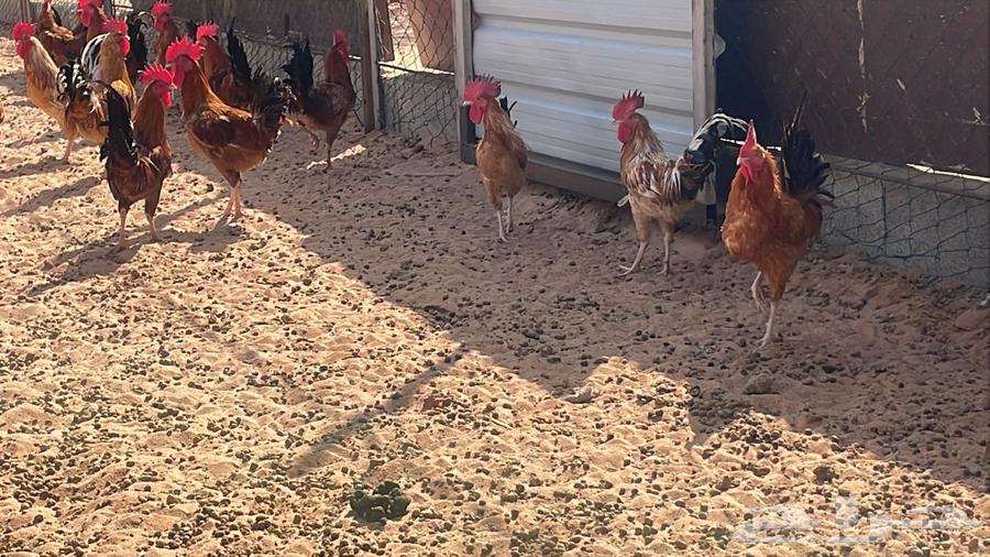 ديوك للبيع64610318080002110