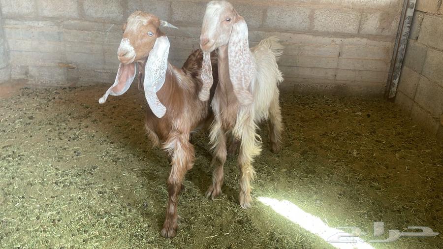 Two goats for sale, good health and clean conditions required64610207059714110