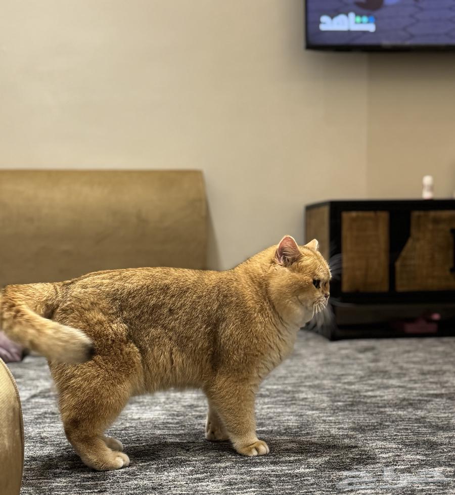 ذكر سكوتش للتزاوج او البيع يحمل شهادة نسب من المنظمة64615423716865113