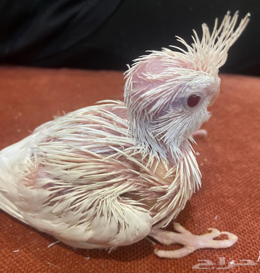 فروخ كروان للبيع64612859335811112