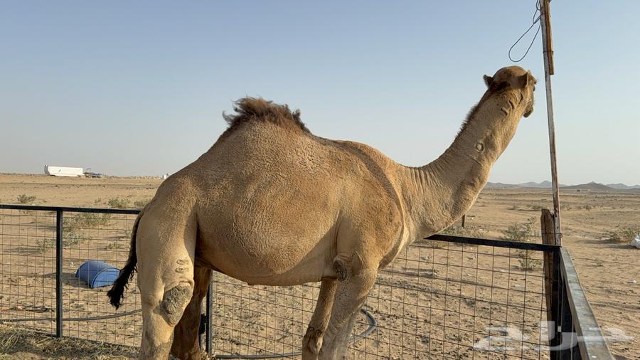 للبيع بعير فحل ثني مشروطه ولد غرنوق المعروف64614347530881112