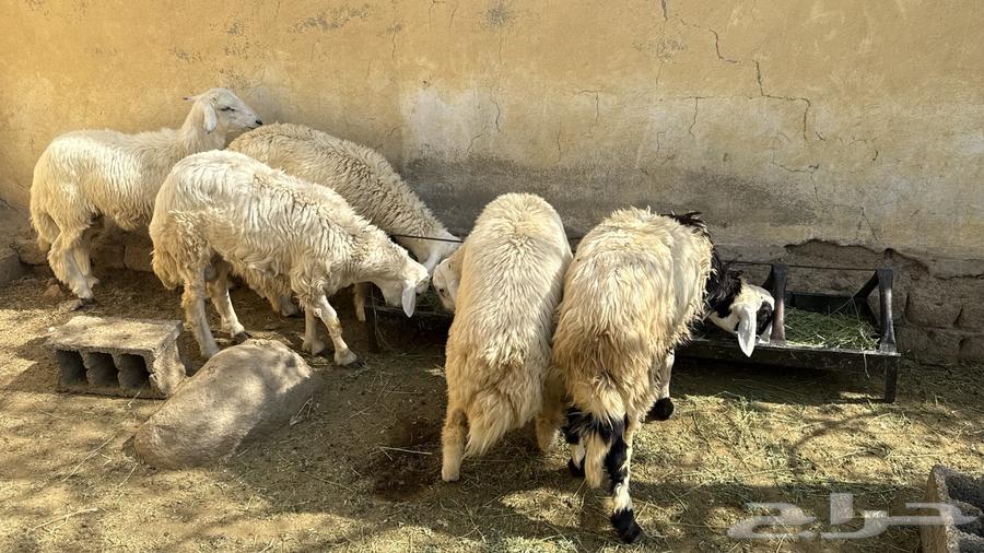 طليان للبيع64607929161091111