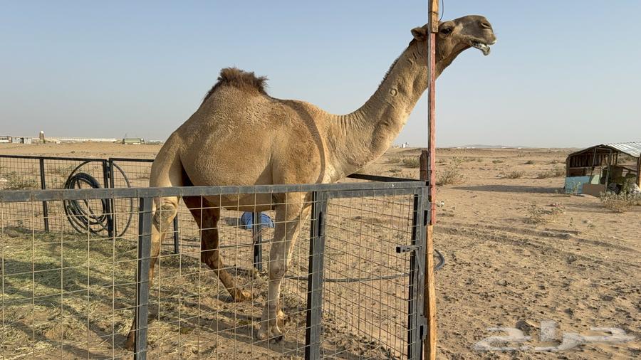 للبيع بعير فحل ثني مشروطه ولد غرنوق المعروف64614347530881110