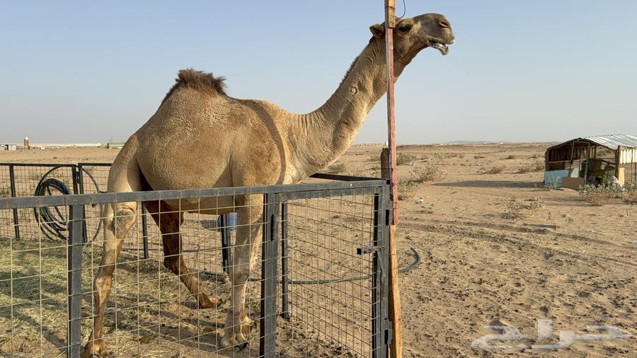 للبيع بعير فحل ثني مشروطه ولد غرنوق المعروف64614347530881111