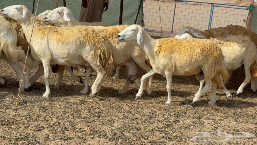 غنم حريات دفيع صنف وجروم64609510721026110