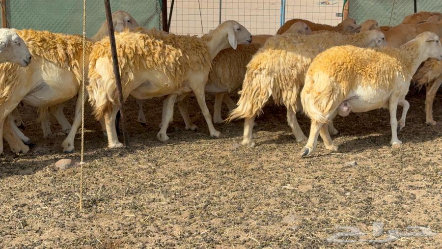 غنم حريات دفيع صنف وجروم64609510721026112