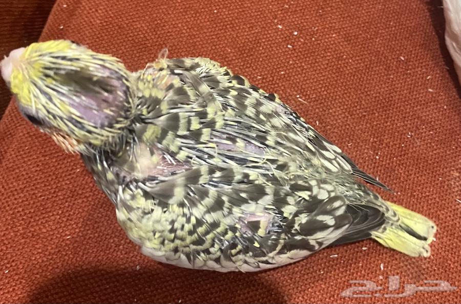 فروخ كروان للبيع64612859335811110