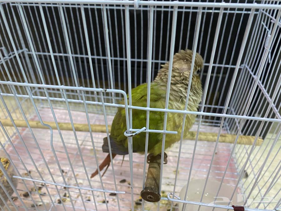 للبيع كنيور64615769516033111