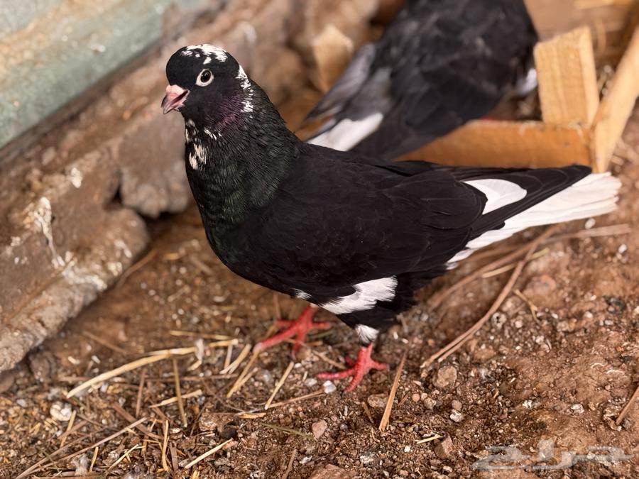 Qatif Walnut64609957948290110