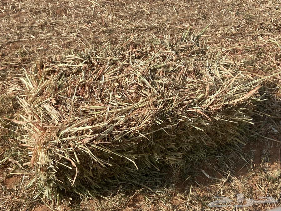 ذرة جيزاني للبيع64608504331522110