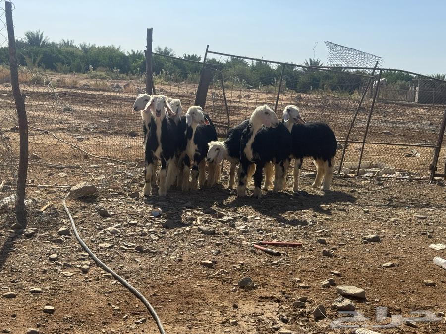 عرضين رخال نجد وحفار مصريات. تم البيع64611129422595112