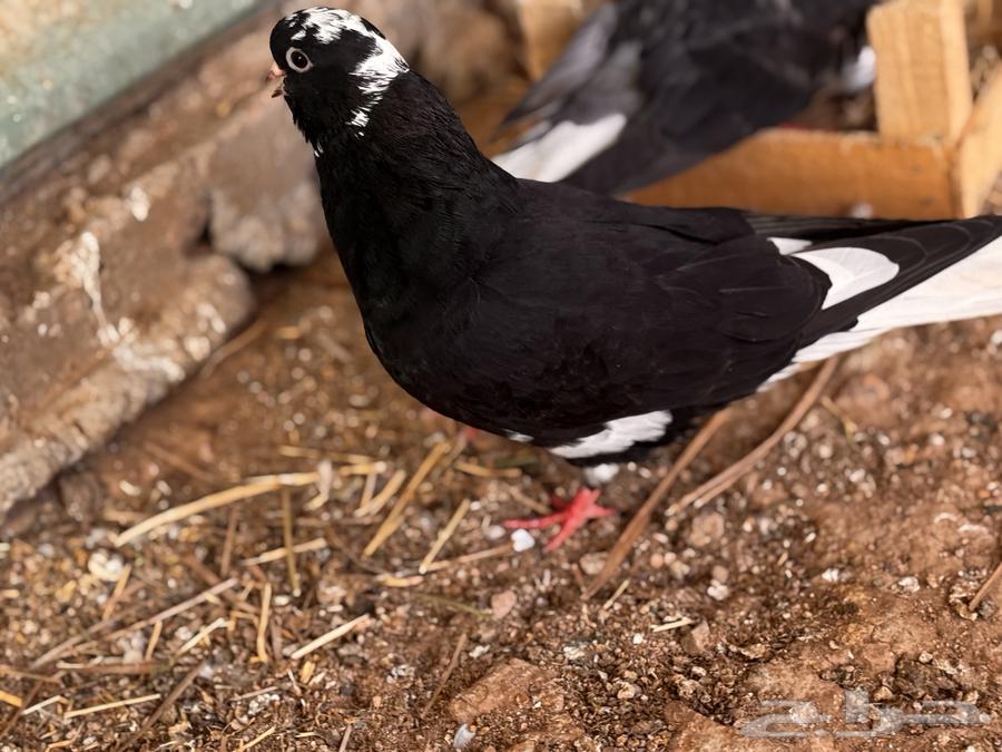 Qatif Walnut64609957948290112