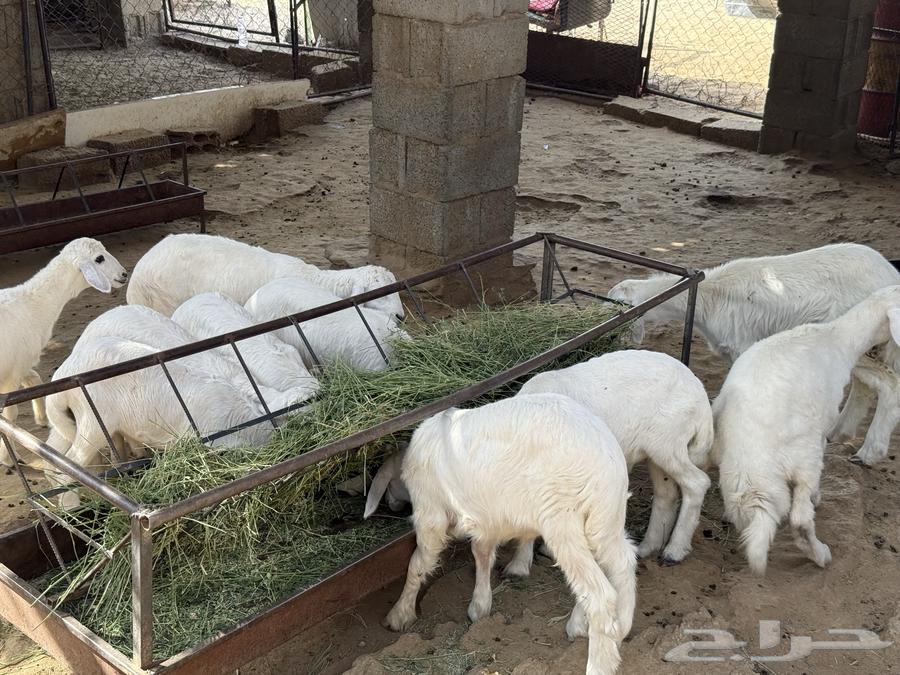 للبيع طليان ورخال منصوفه انظاف واسمان64608873248515110