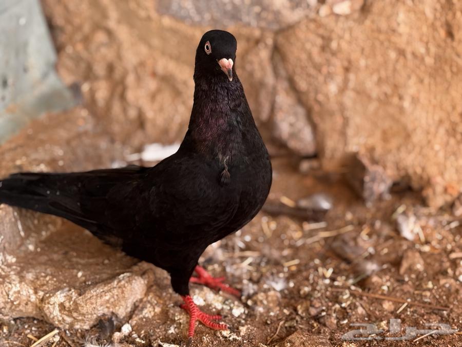 Qatif Walnut64609957948290114