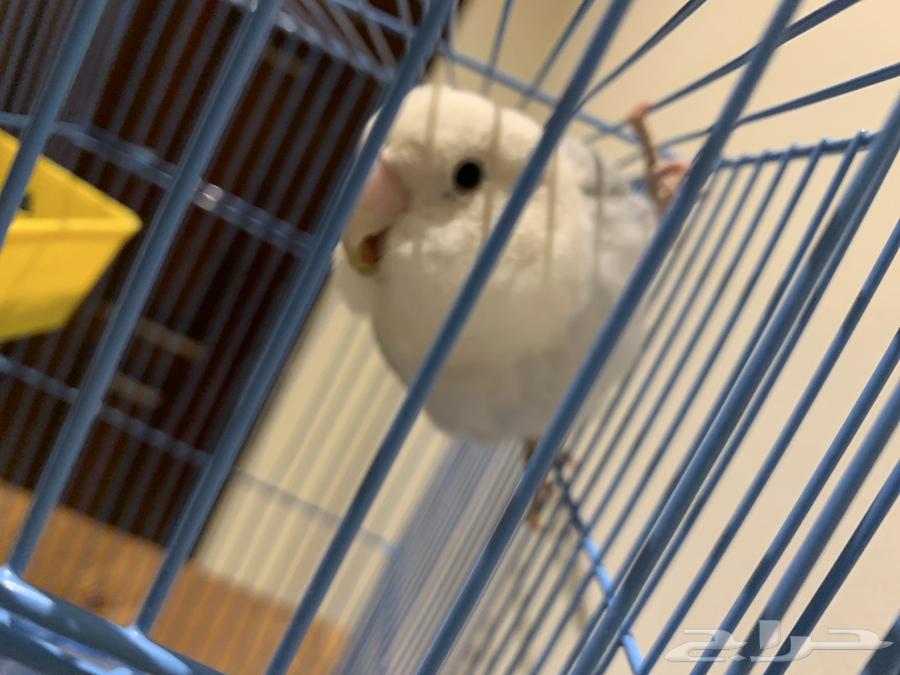 طير روز منتج العمر 11 شهر السعر 180 اذ تبي بدون القفص 16064615213753986111