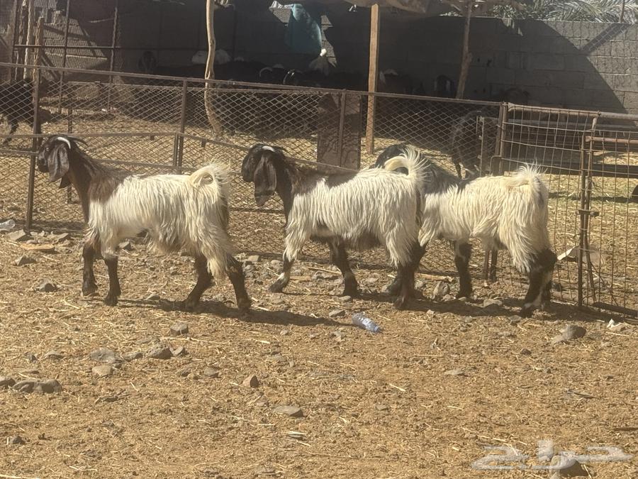 عرضين رخال نجد وحفار مصريات. تم البيع64611129422595114