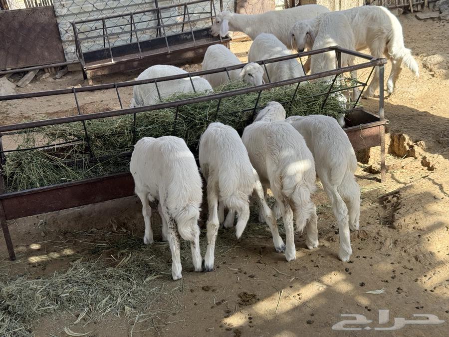 للبيع طليان ورخال منصوفه انظاف واسمان64608873248515111