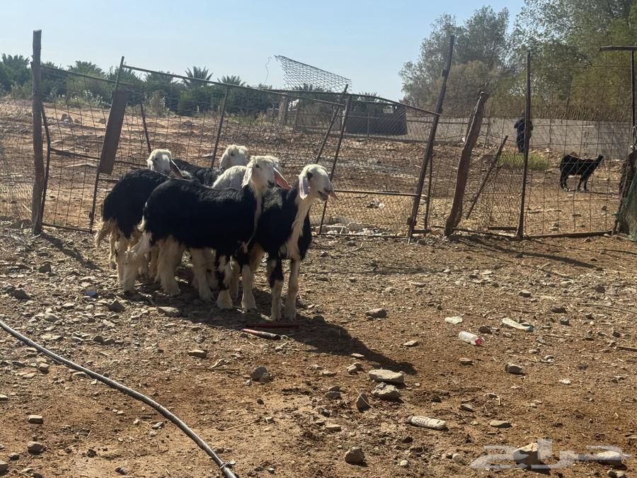 عرضين رخال نجد وحفار مصريات. تم البيع64611129422595111