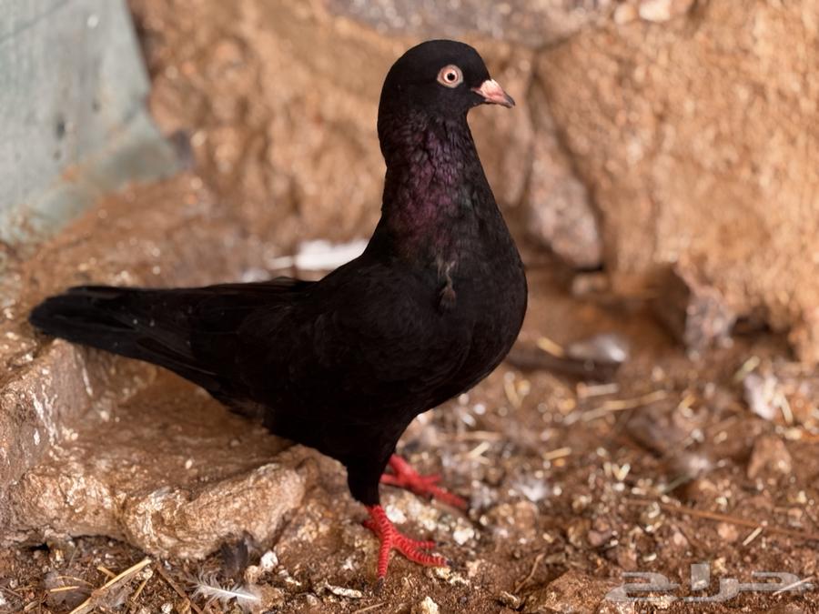 Qatif Walnut64609957948290113