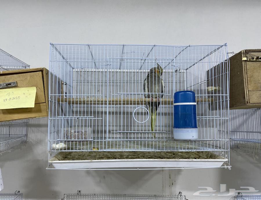 Farah Sanctuary64614272940161110