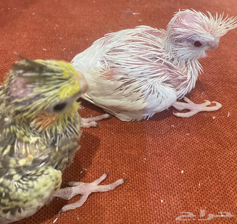 فروخ كروان للبيع64612859335811111