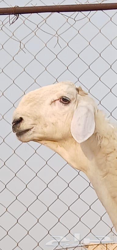 مشروع فحل صنف الصنف تم البيع خارج الموقع64613153647106111