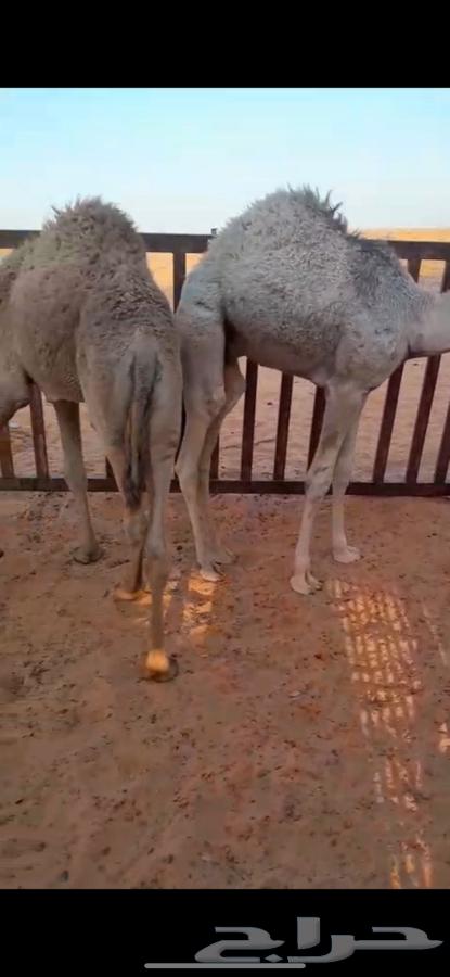 قعدان للبيع64612474172291110