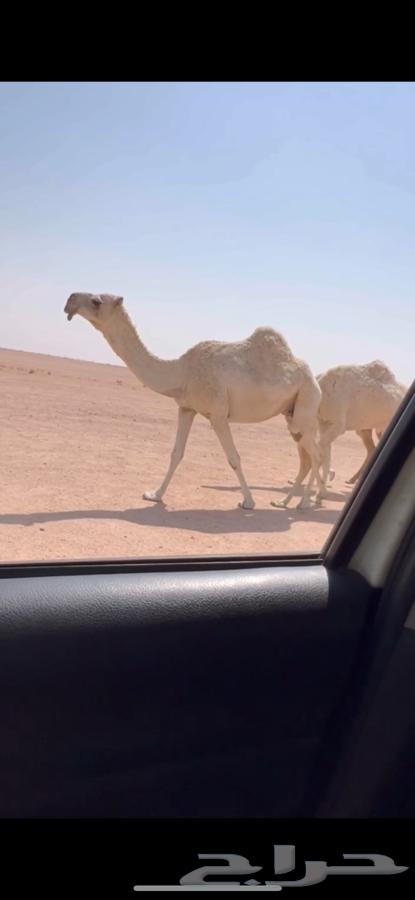 للبيع لقحه رمانيه كفووو64614085906562110